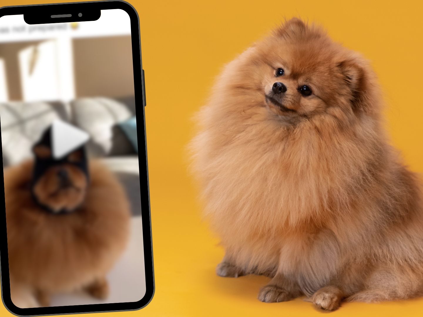 Hunde im Einbrecher-Look