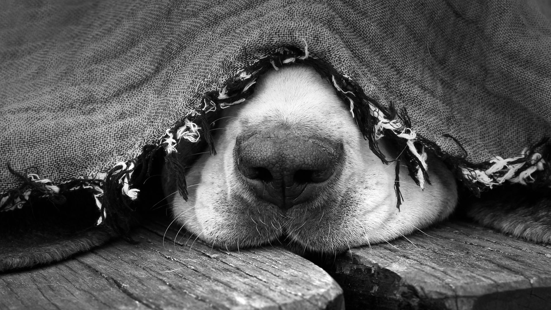 Hunde sind mit etwa 125 bis 300 Millionen Riechzellen, je nach Rasse, ausgestattet. 