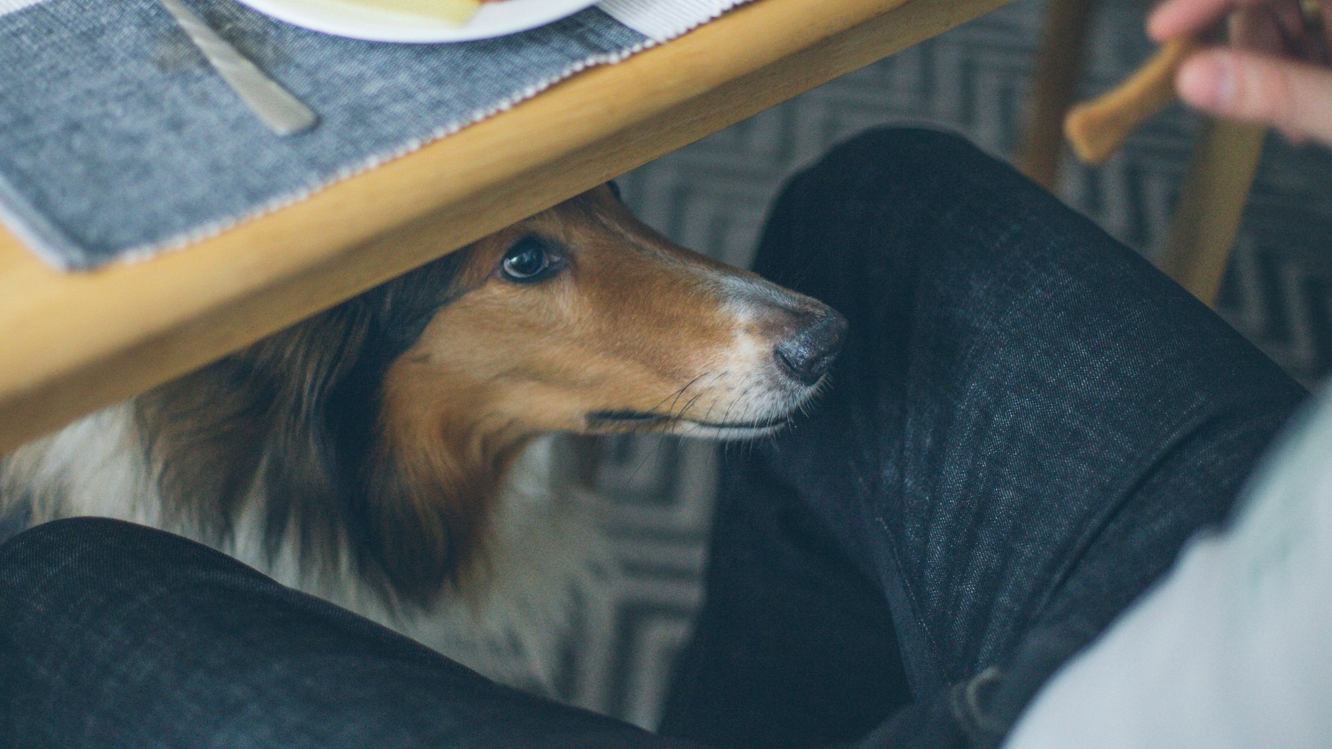 Das Verhalten von Hunden, bei der Begrüßung den Genitalbereich von Menschen zu beschnuppern, ist ein ganz natürliches und normales Verhalten.