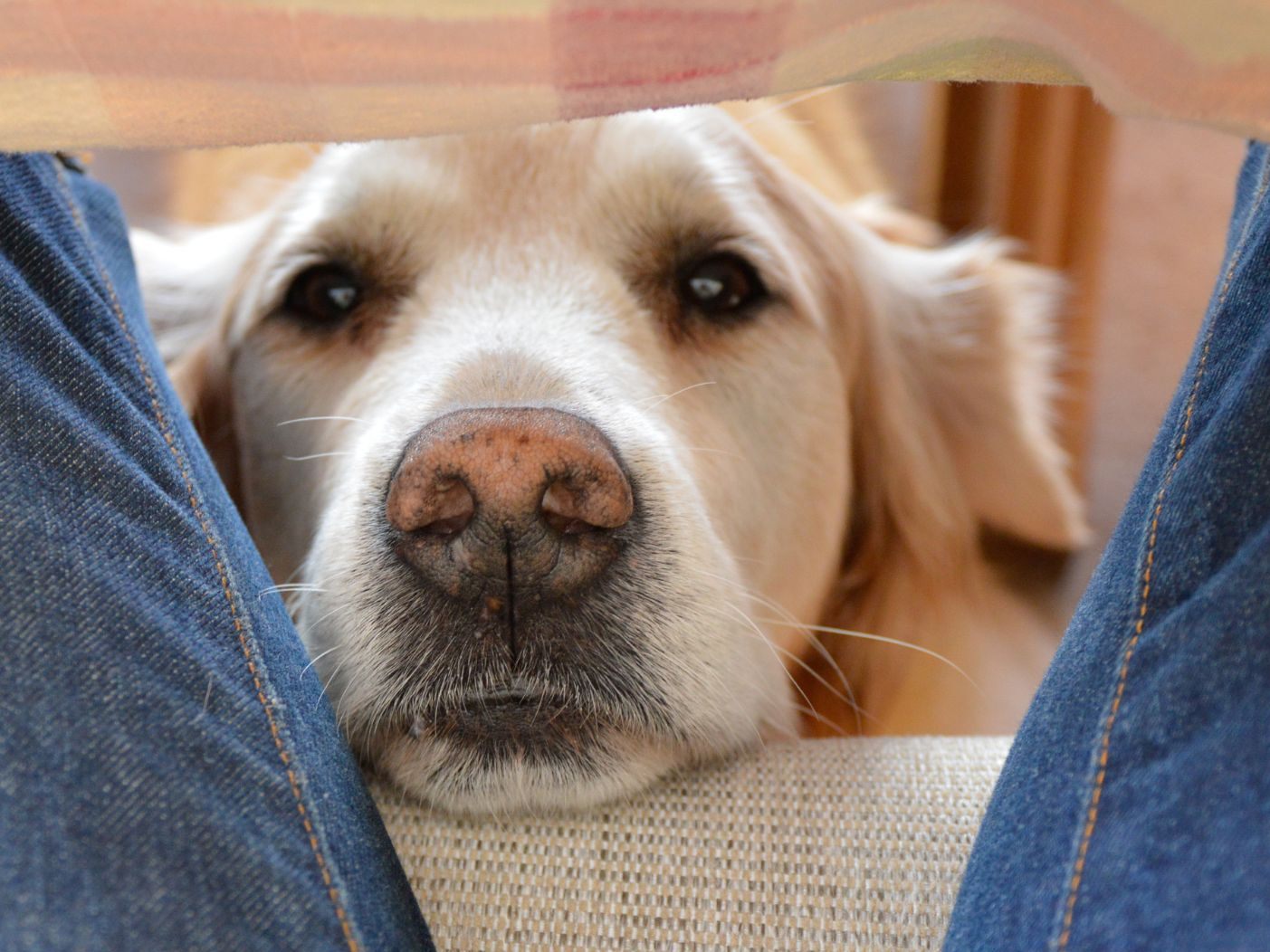 Menschliche Genitalien wirken auf Hunde anziehend.