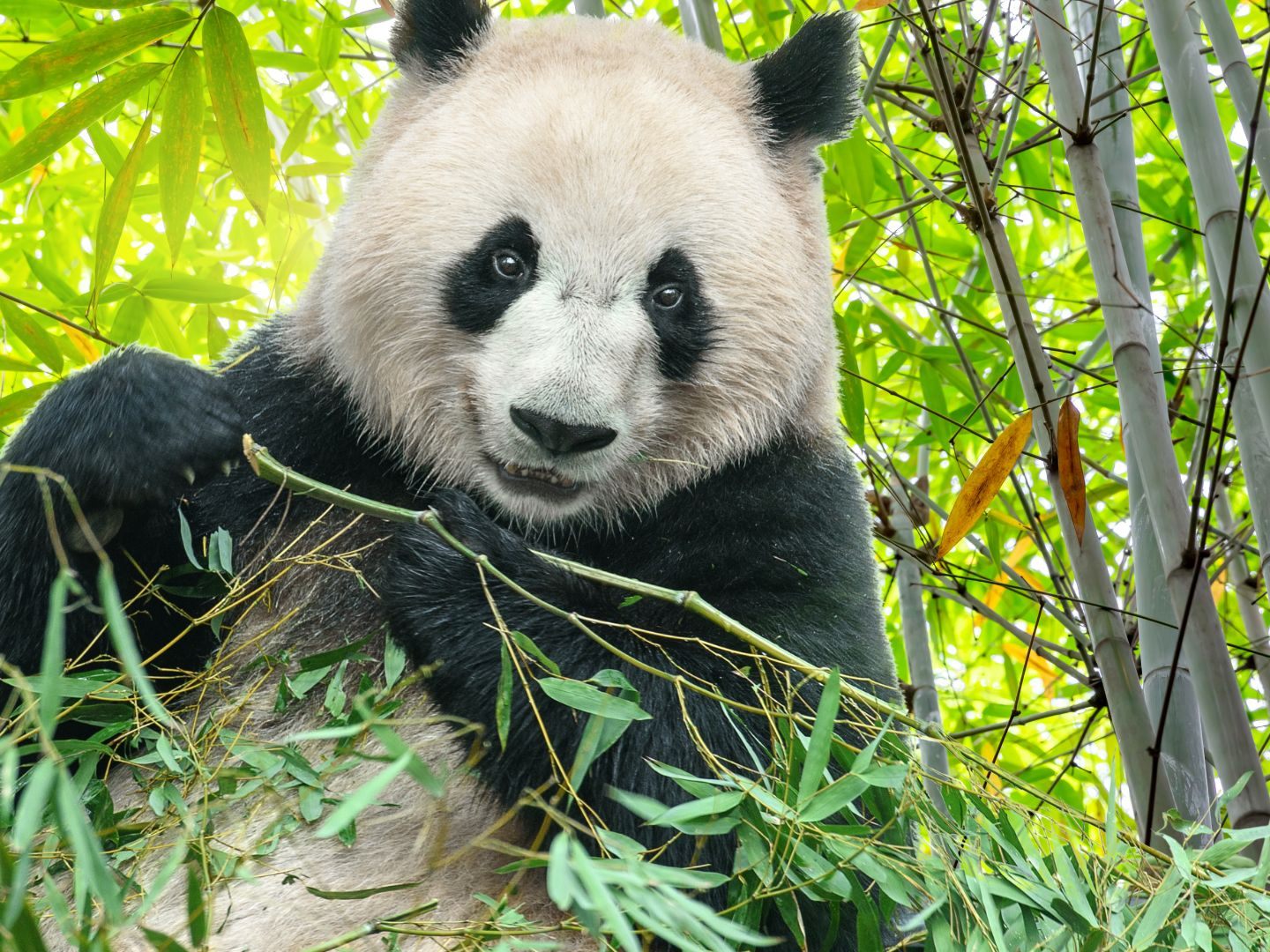 Das Video zeigt vier Pandas, die gemeinsam Bambus essen, während sie auf Stühlen um einen kleinen Tisch sitzen.
