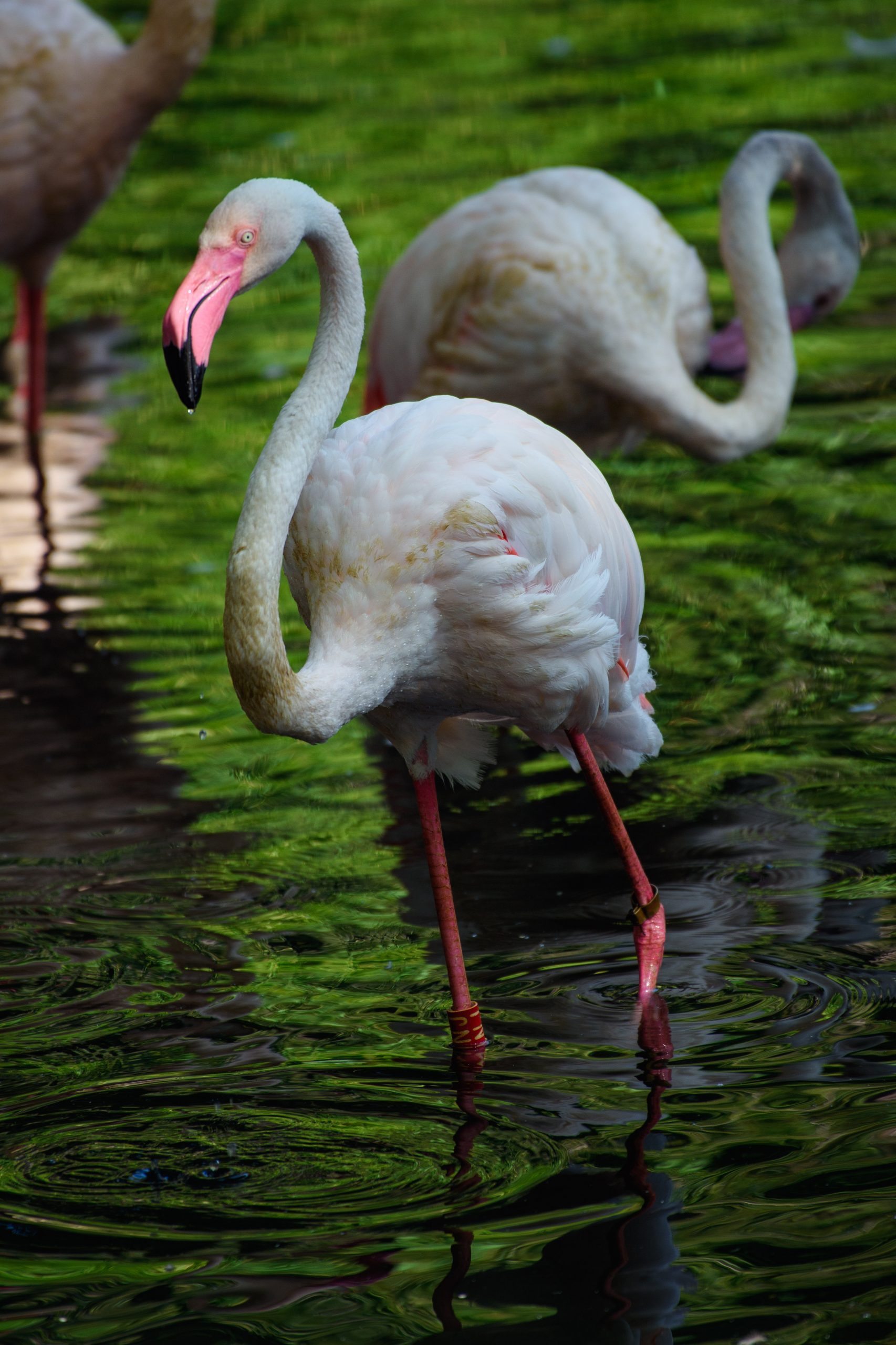  Der Flamingo Ingo steht an einem Vormittag im Sonnenlicht in einem kleinen See im Berliner Zoo neben seinen Artgenossen.