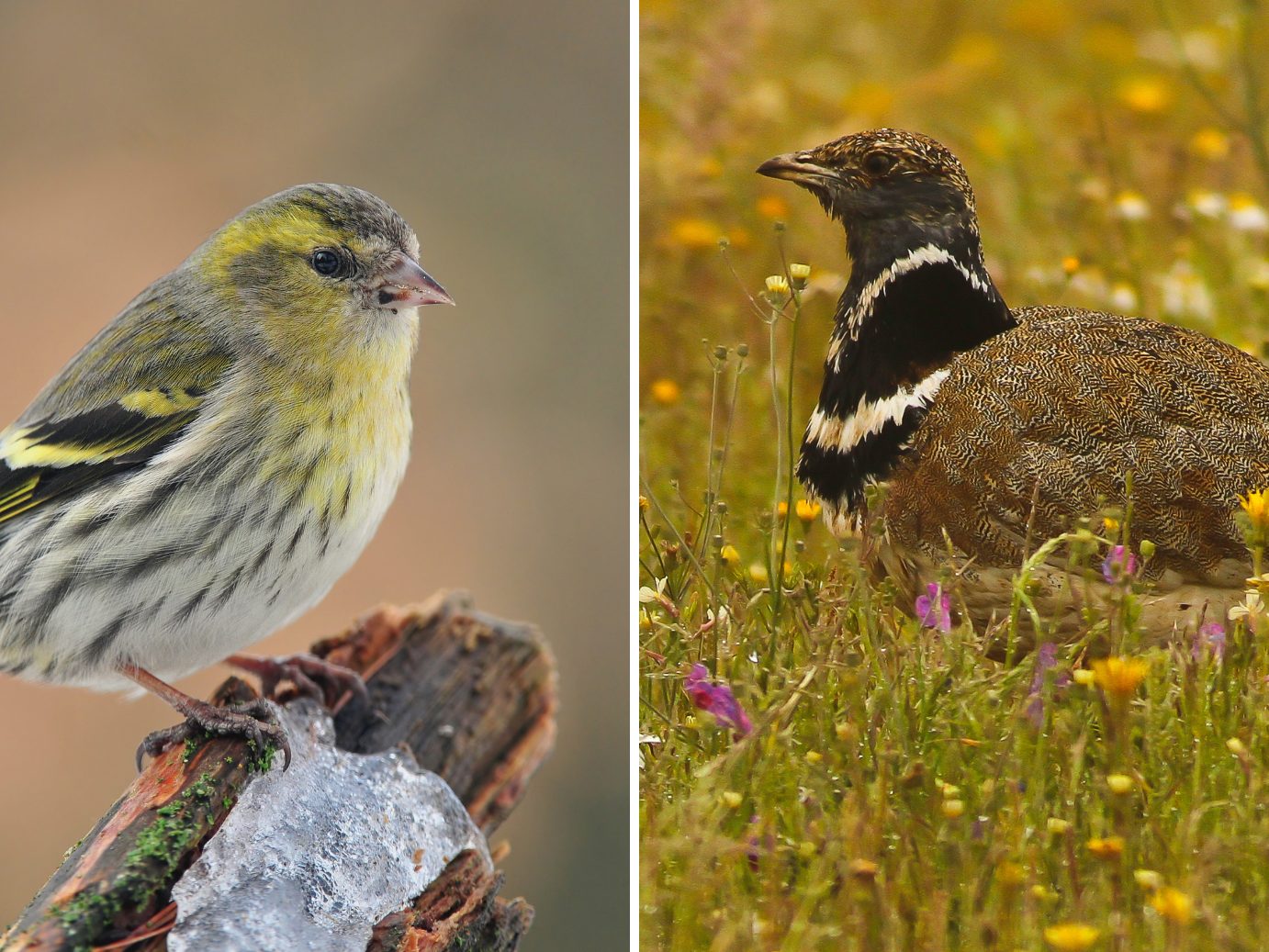 Diese Vogelarten brüten in Österreich.