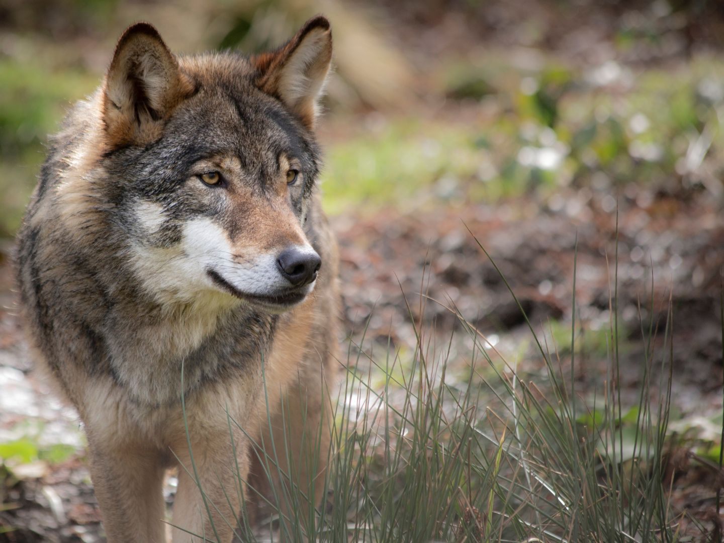 Die Obduktion eines toten Wolfes ergab, dass er durch den Zusammenstoß mit einem Zug starb.