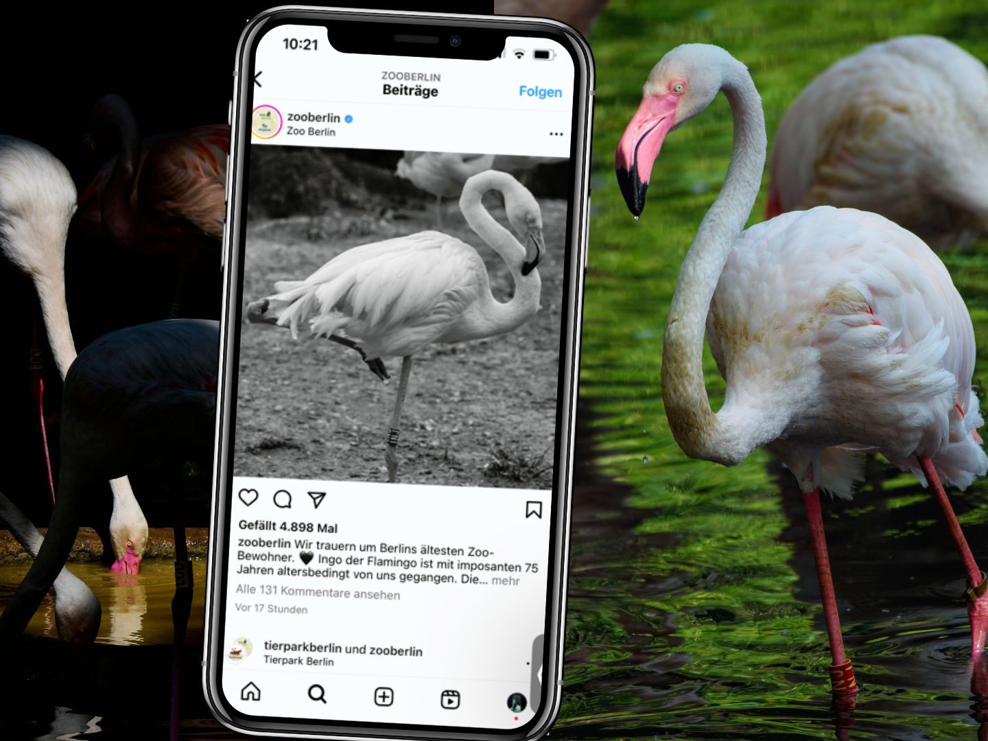 Der Berliner Zoo hat den Verlust seines wohl ältesten Bewohners, Ingo den Flamingo, bekanntgegeben. Der betagte Vogel erreichte das beeindruckende Alter von 75 Jahren.