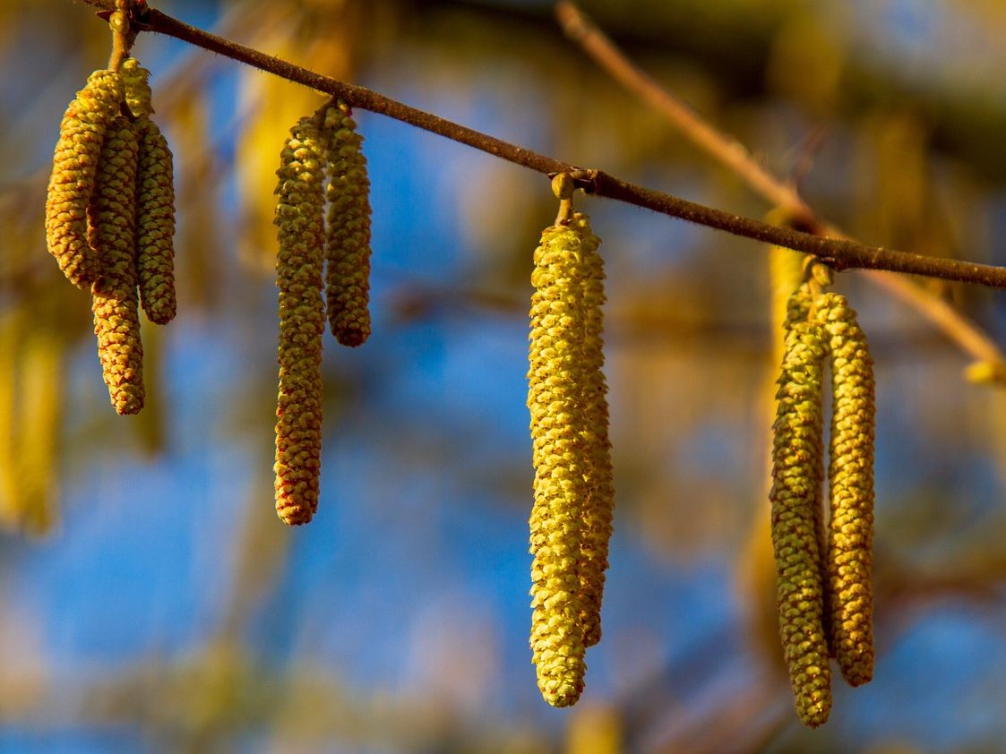 Der warme Februar sorgt für einen Trend zu frühen Blühzeiten.