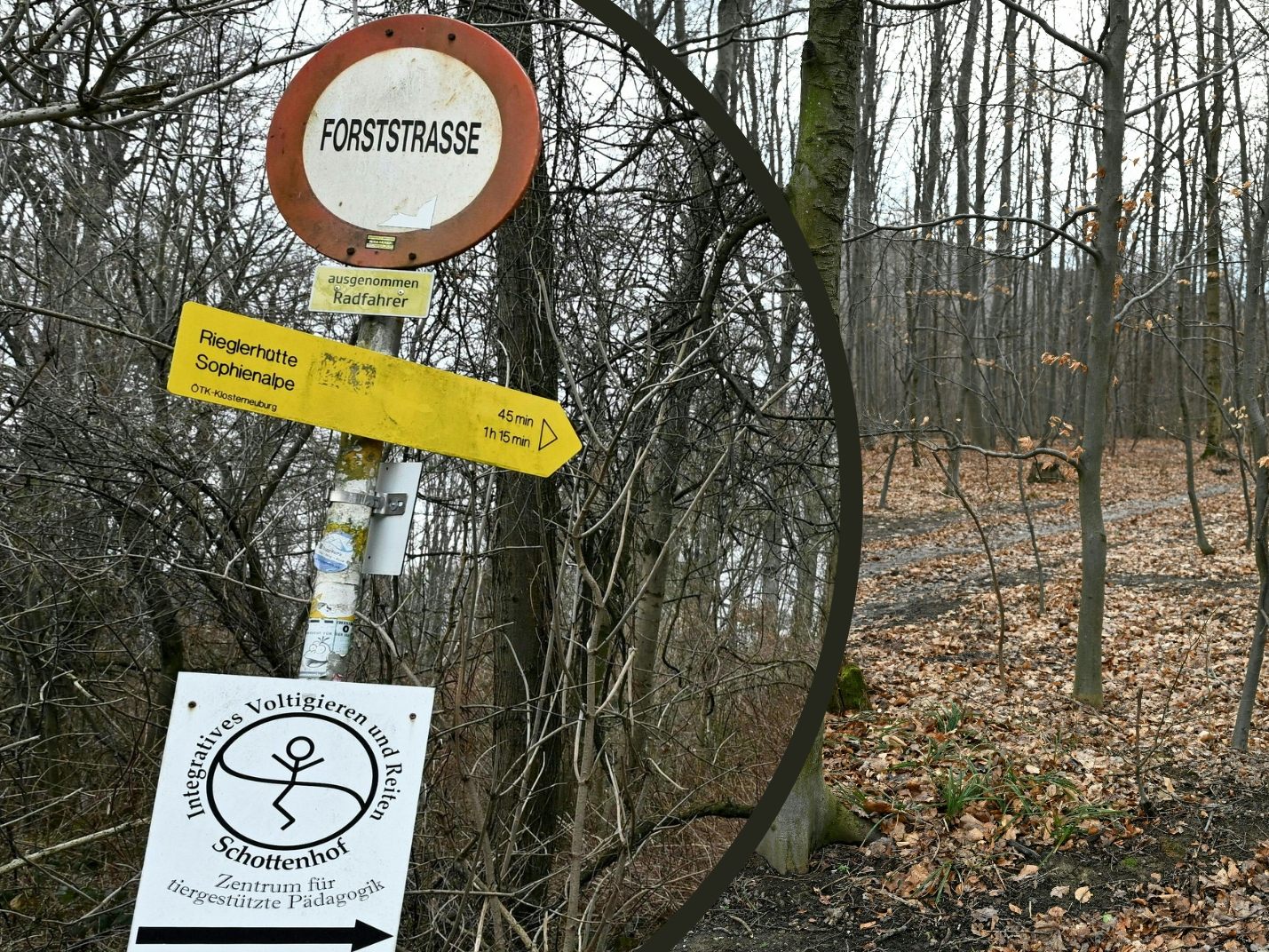 Frauenleiche in Wald gefunden