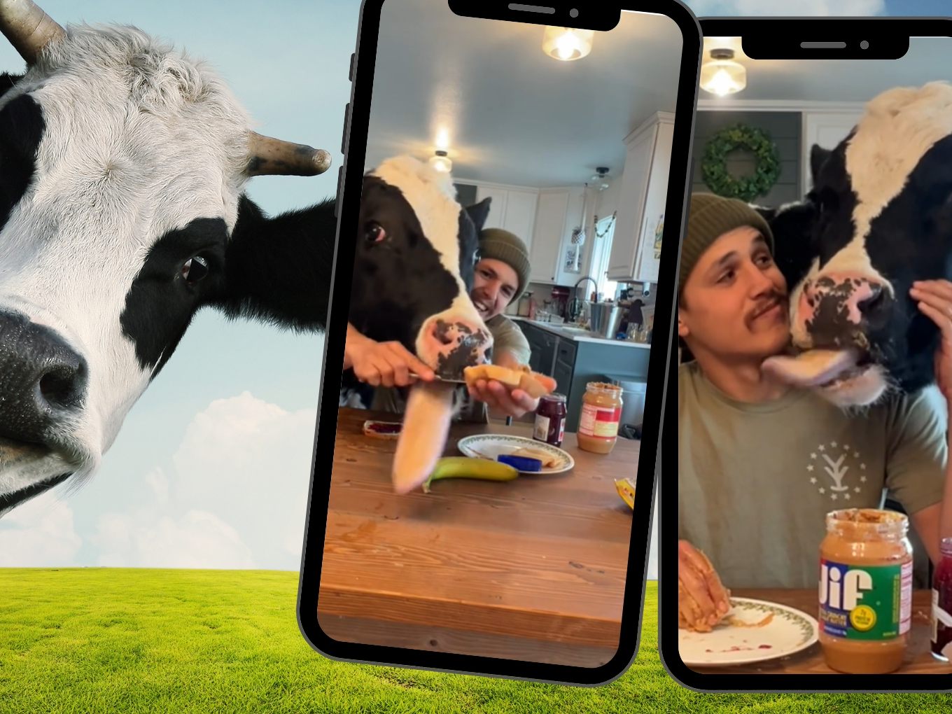 Die freche Kuh Bruce stiehlt seinem Besitzer das Essen