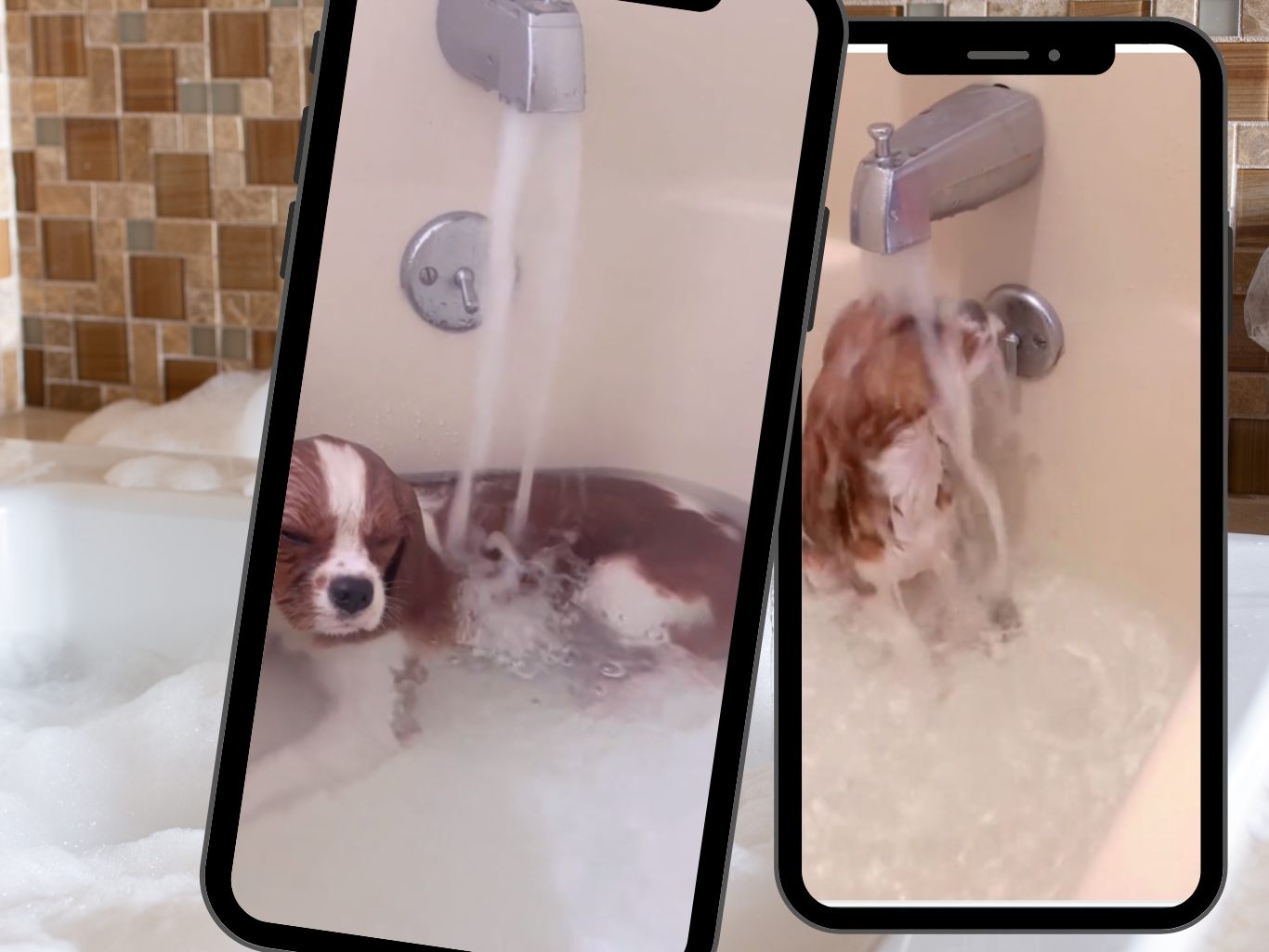 Der kleine Hund liebt seine Badezeit