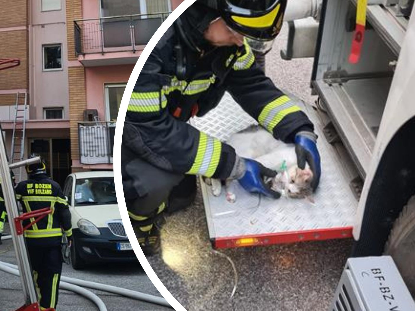 Zwei Katzen wurden aus einem brennenden Gebäude gerettet.