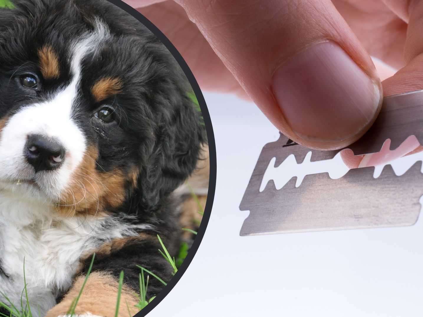 Der Hund überlebte den Vorfall dank einer Not-Operation. (Symbolbild)