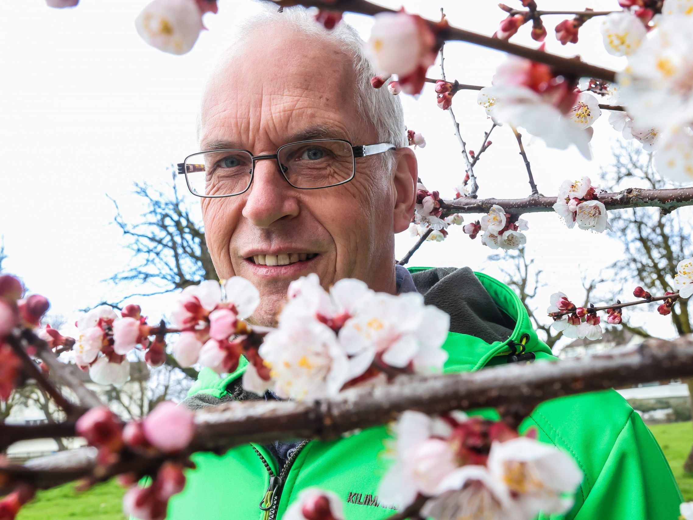 Vor allem in Norden Vorarlbergs sind alle Risikofaktoren erfüllt - Obstbaumblüte so früh wie nie