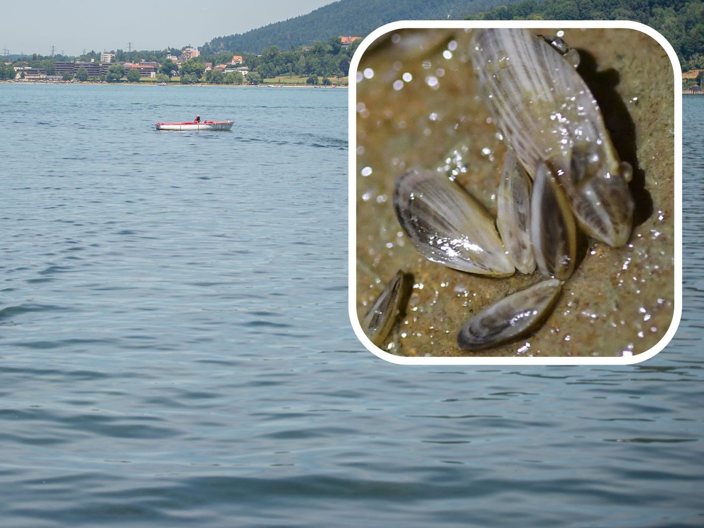 Den Bodensee hat die invasive Muschel jedenfalls längst für sich in Beschlag genommen.