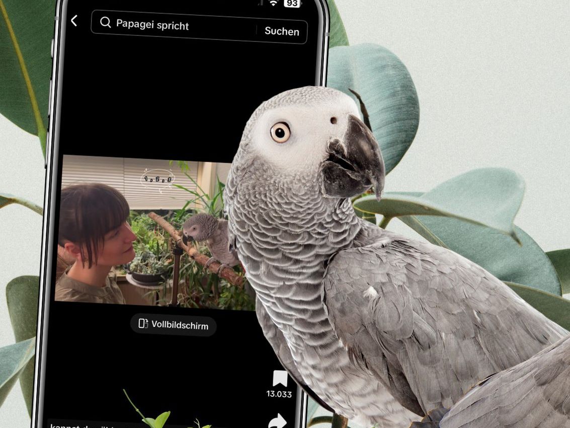 Ein neues Video, das auf sozialen Medien Wellen schlägt, zeigt einen außergewöhnlich talentierten Papagei namens Birdie Bird, der nicht nur plappern kann, sondern auch echte Sprachübungen mit seiner Besitzerin durchführt.
