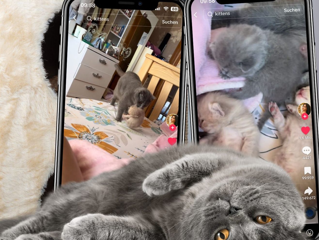 Ein rührendes Video fängt den Moment ein, als eine Katzenmutter ihre neugeborenen Kätzchen ihrem Besitzer präsentiert, indem sie sie eines nach dem anderen auf sein Bett bringt.
