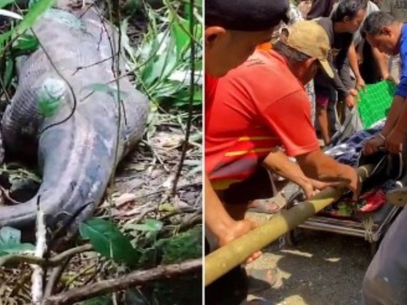 Eine Schlange hat in Indonesien eine ganze Frau verschlungen.