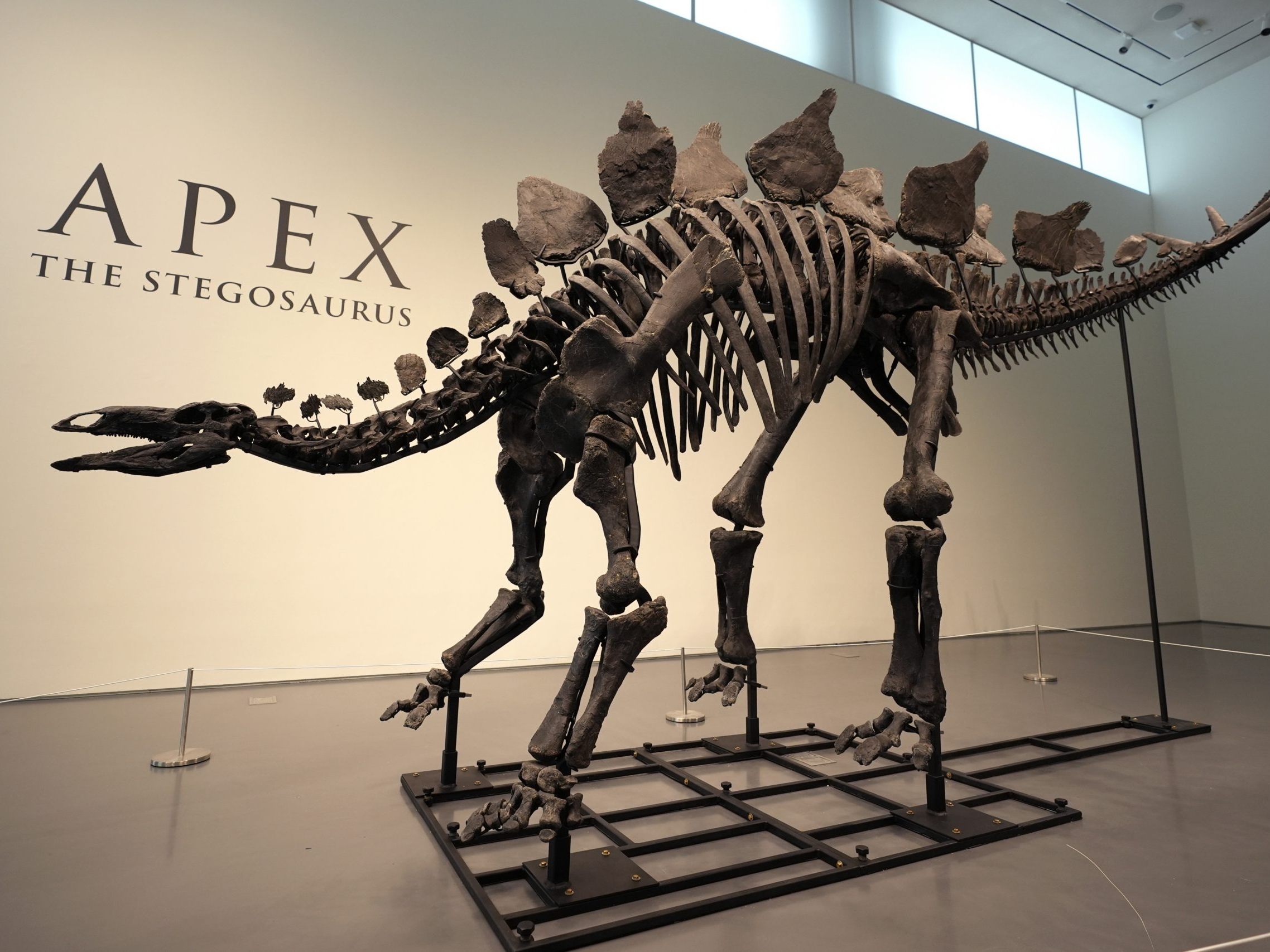 Der Stegosaurus "Apex", ausgestellt in New York.