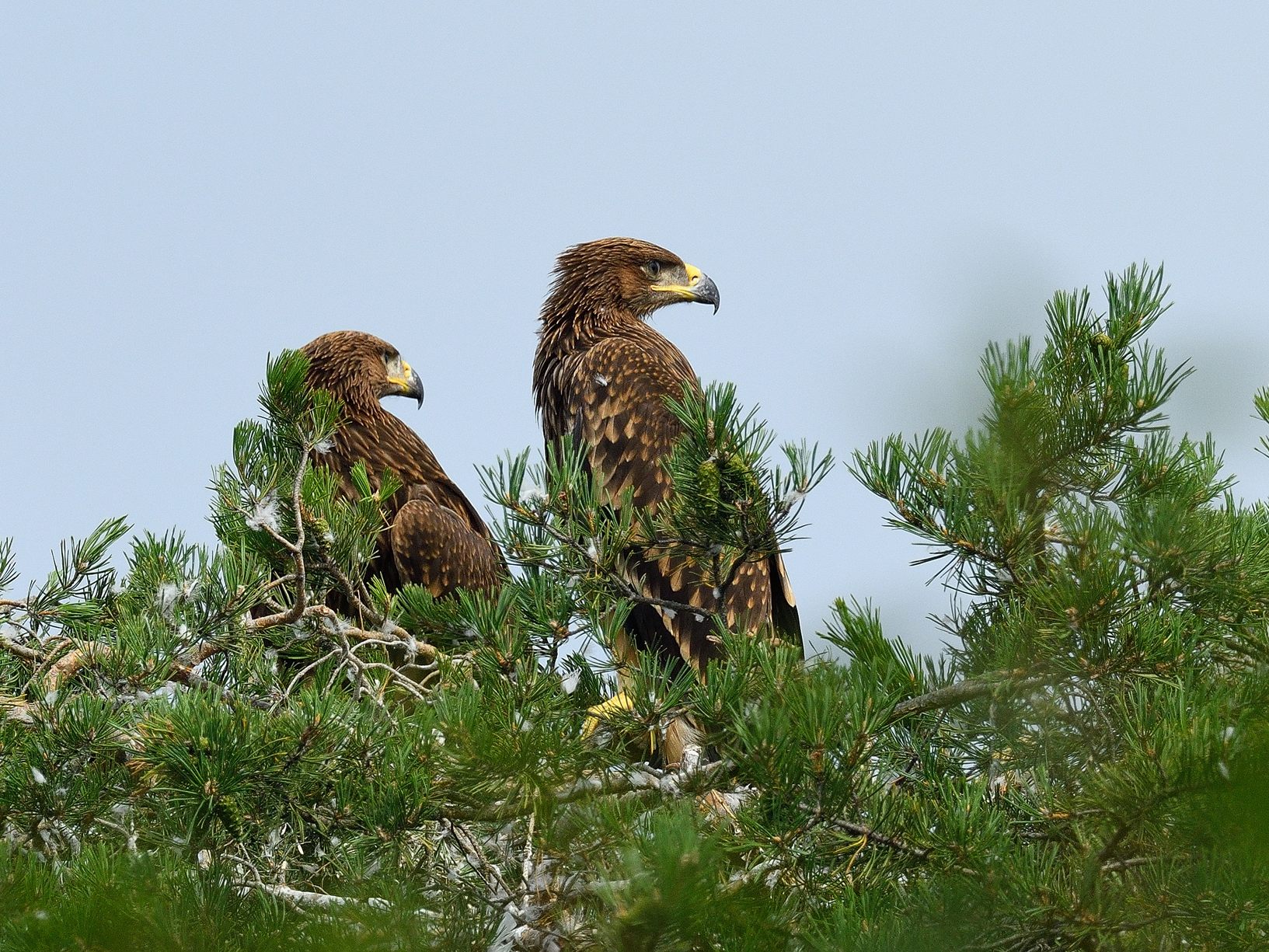 Auch die Reviere des Vogels dehnten sich aus.