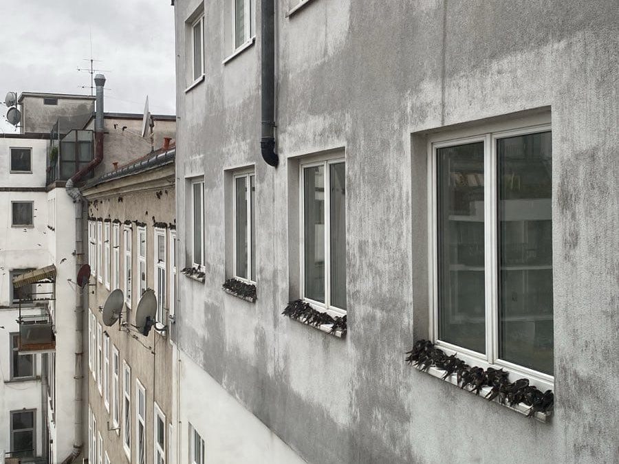 Das Bild zeigt mehrere Schwalben.