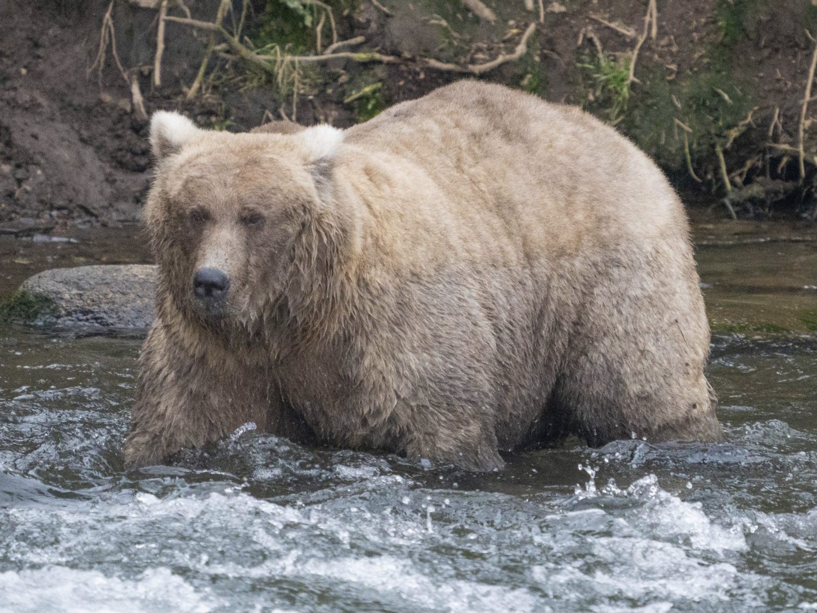 "Grazer" setzte sich in der Abstimmung zur "Fat Bear Week" durch.