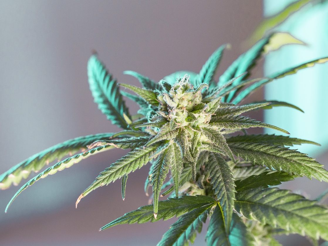 Vier Kilo Cannabis soll ein Teenager in NÖ und Wien verkauft haben.