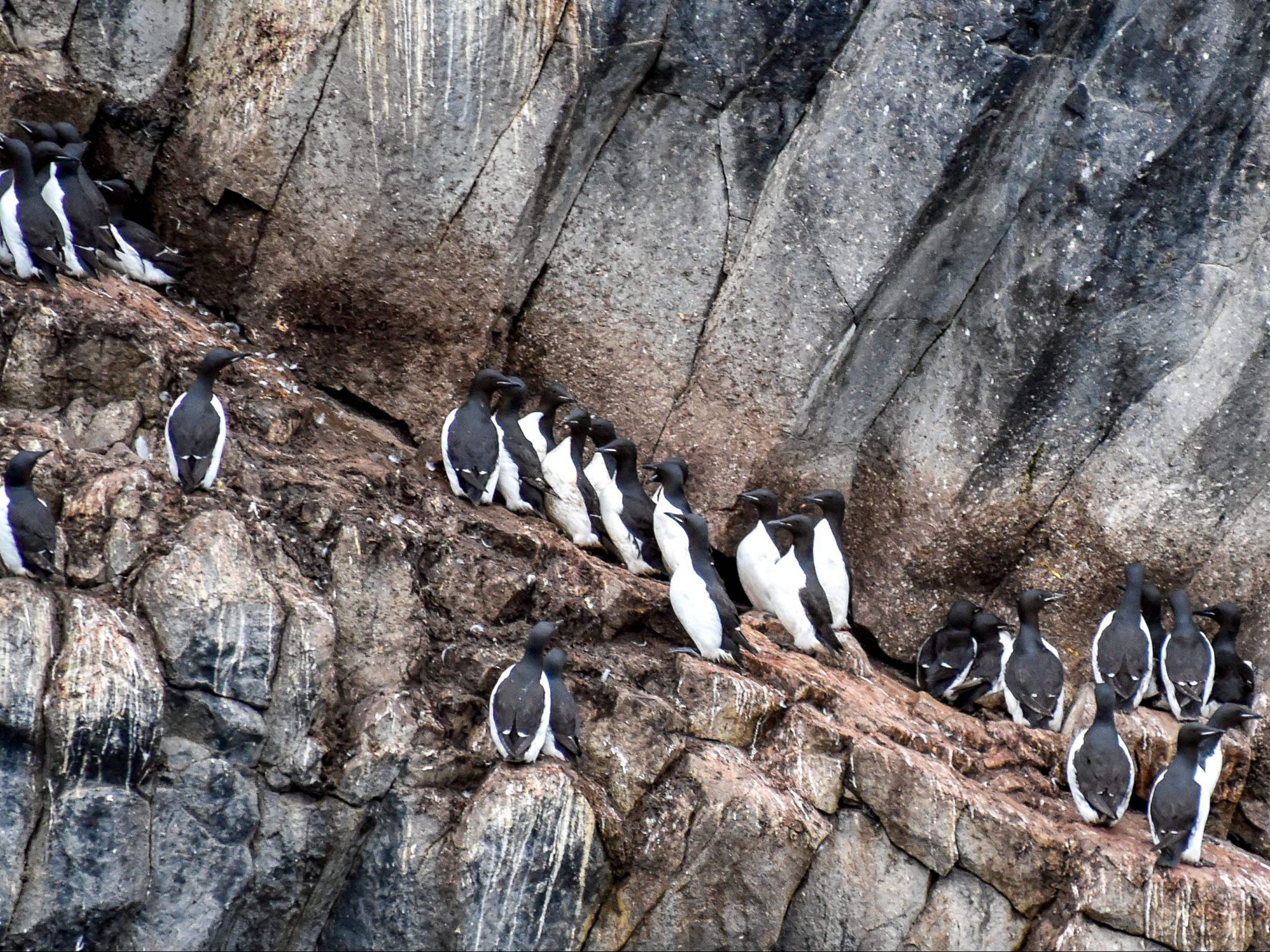 Trottellummen auf Hooker Island.