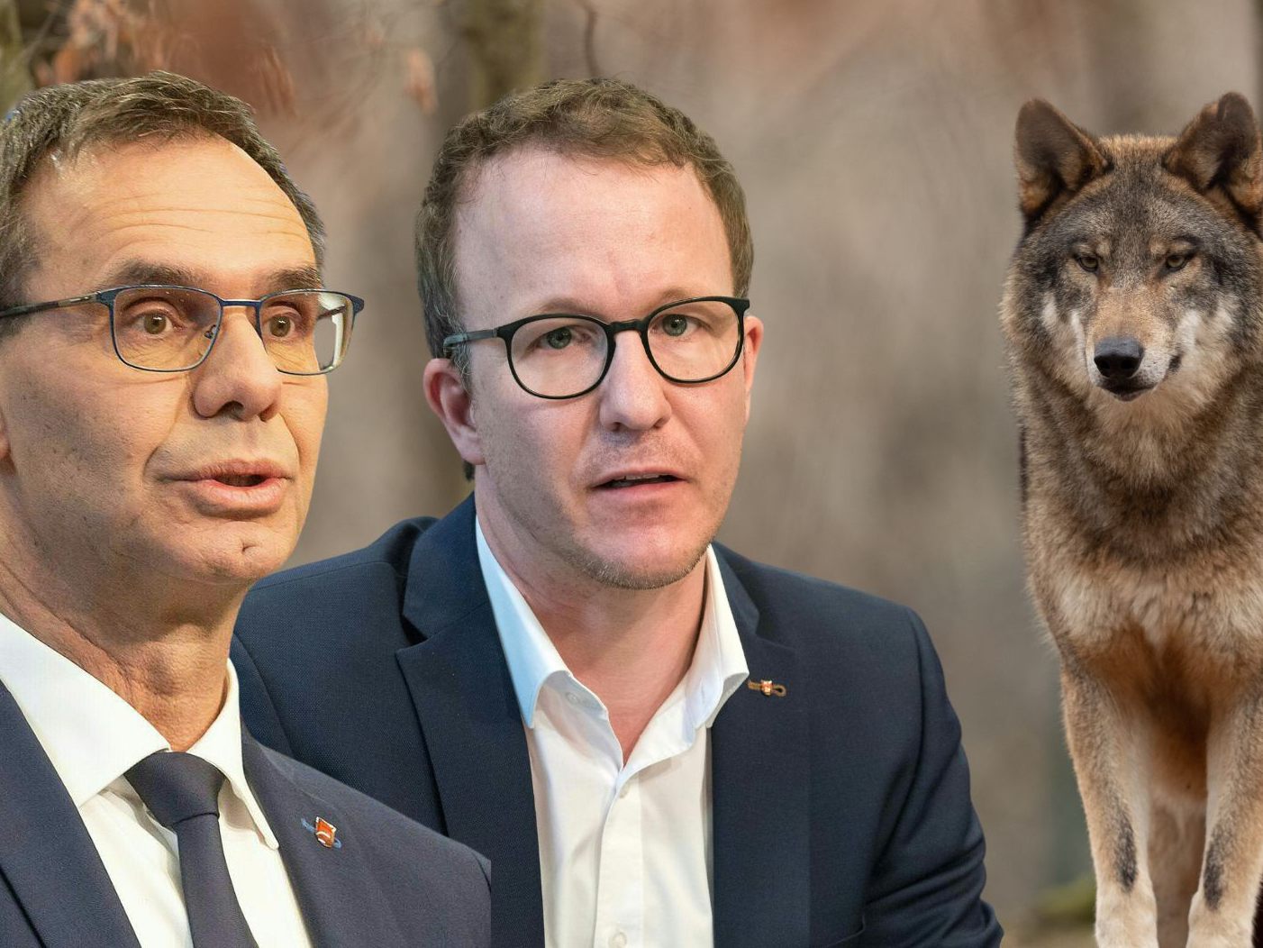 Die Entscheidung zum Schutzstatus des Wolfes ist gefallen.