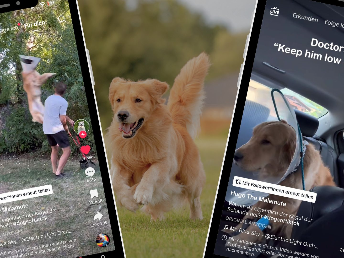 Ein TikTok-Video zeigt einen Golden Retriever, der trotz tierärztlicher Anweisung voller Energie herumtollt, seinen Besitzer tackelt und dabei für Unterhaltung sorgt.