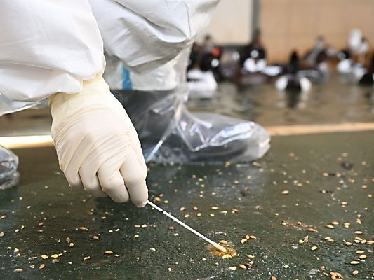 Kotprobenentnahme wegen Verdacht auf Vogelgrippe