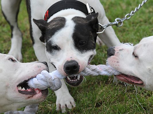 Immer wieder gibt es Hundeattacken
