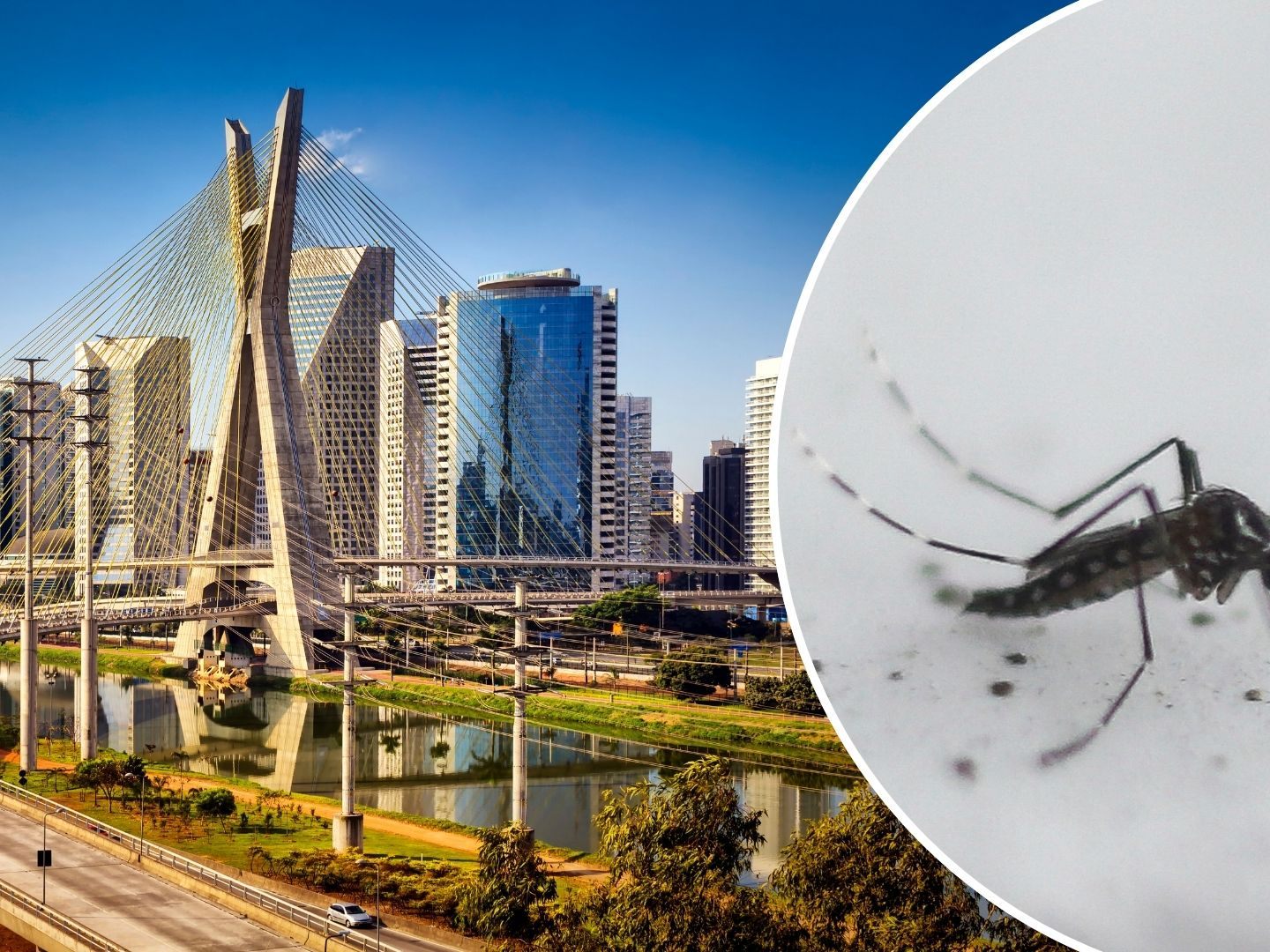 Dengue-Notstand in São Paulo