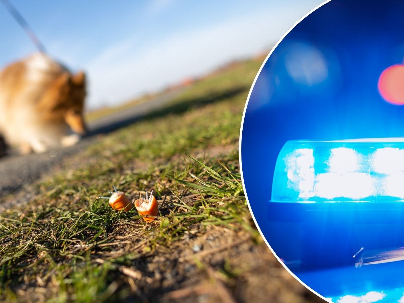 Ein Hund verstarb infolge der Einnahme eines Giftköders - Polizei bittet um Hinweise (SYMBOLBILD)