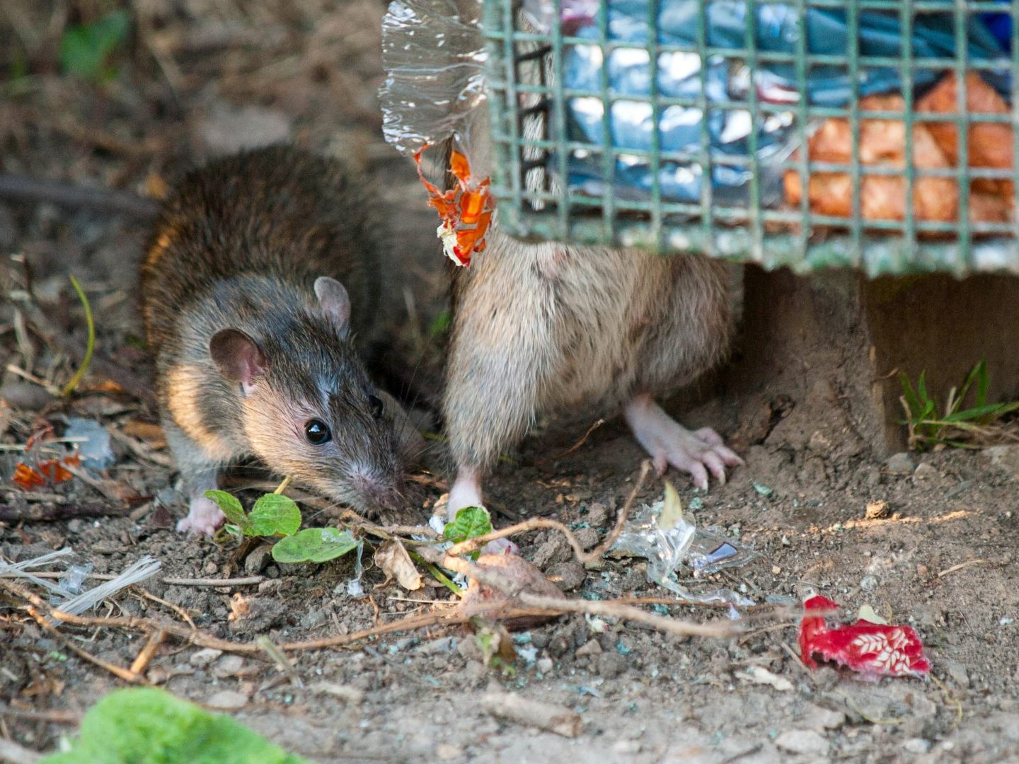 Auf dem Treppelweg finden die Ratten genug Nahrung.