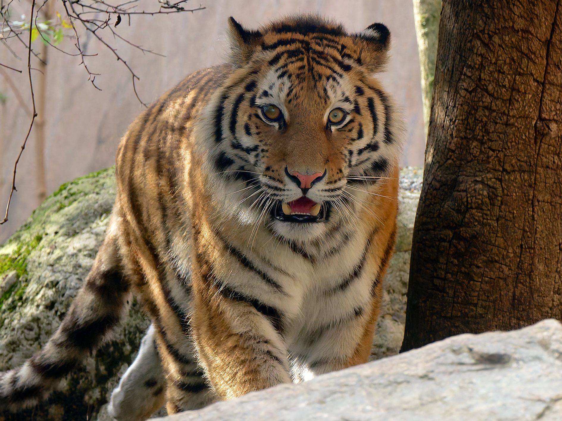 Eine junge Tigerin ist im Tiergarten Schönbrunn eingezogen.