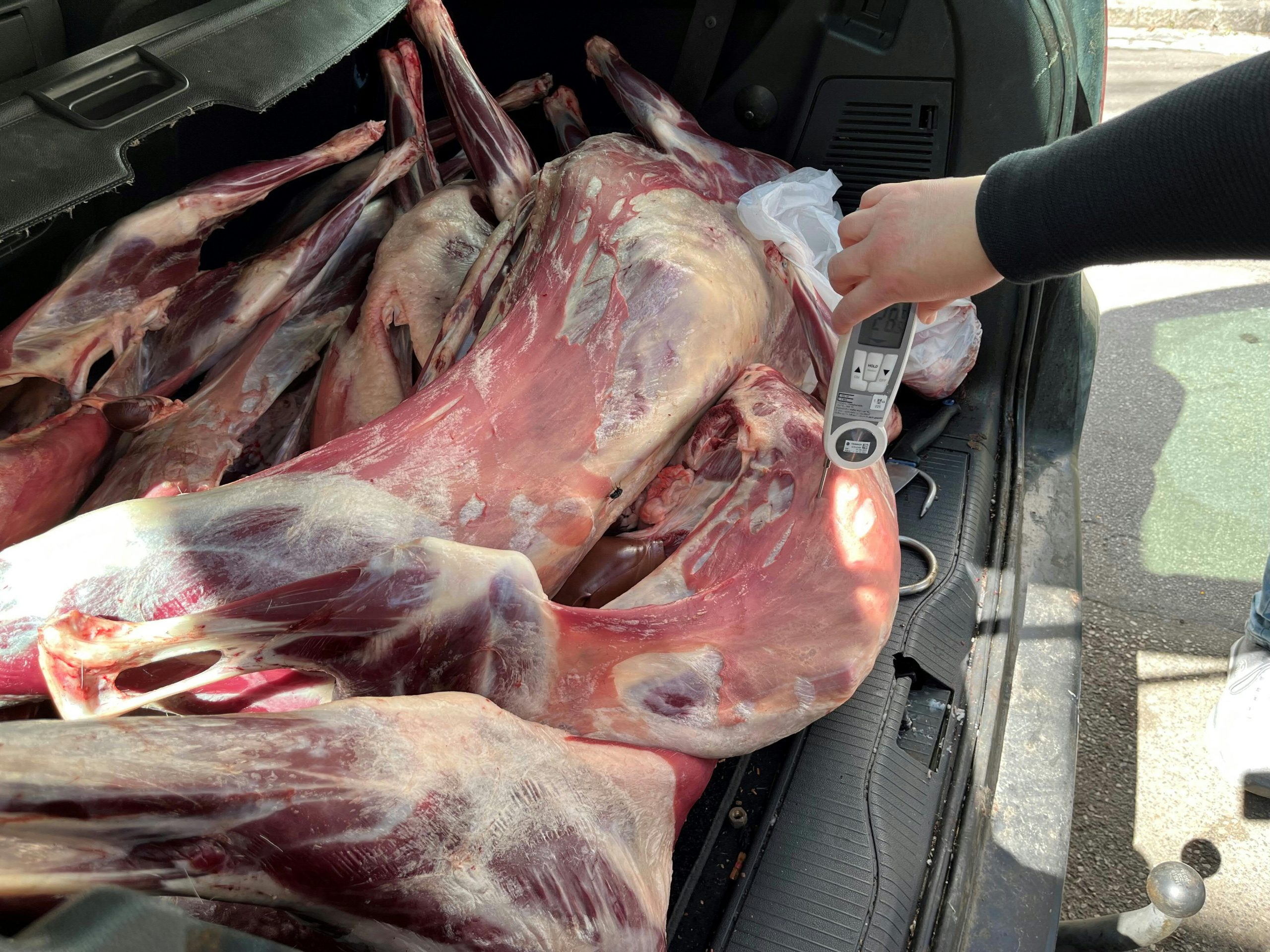 ABD0048_20250417 – WIEN – STERREICH: ++ HANDOUT ++ ZU APA0074 VOM 17.4.2025 – 150 Kilogramm ungekhltes Lammfleisch im Kofferraum eines Autos sind am Mittwoch, 16. April 2025, u.a. vom Einsatzteam der Stadt Wien unter der Leitung der Gruppe Sofortma§nahmen aus dem Verkehr gezogen worden. Aktiv war man geworden, nachdem Hinweise von Augenzeugen vorlagen, dass ein [&hellip;]
