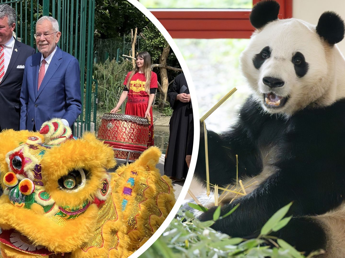 Der Wiener Tiergarten Schönbrunn hieß die Großen Pandas offiziell willkommen.