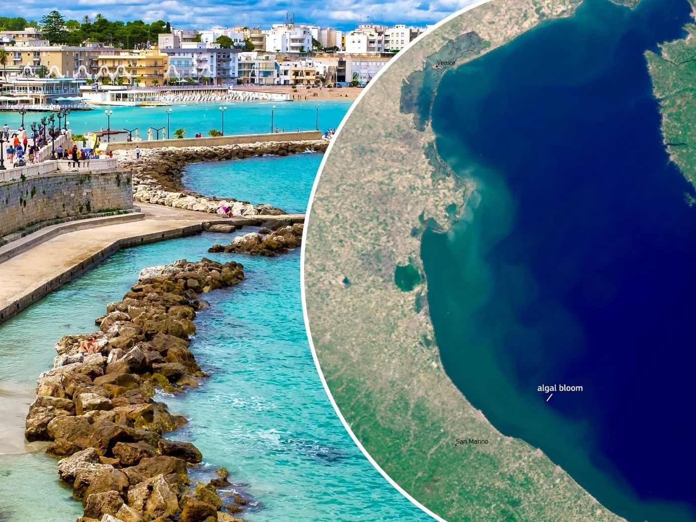 Meeresrotz an Adriaküste entdeckt