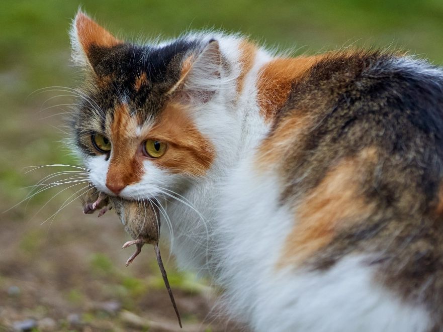 Das Projekt "Zeig mir deine Maus, Katze!" übertraf die Erwartungen.