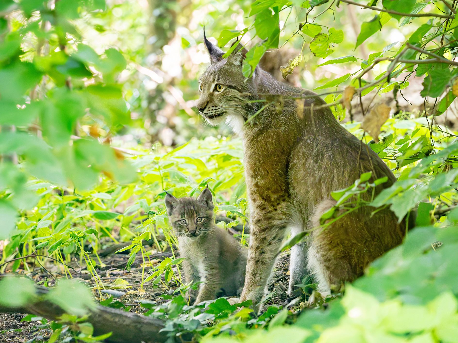 Luchs-Drillinge im Tiergarten Schönbrunn geboren