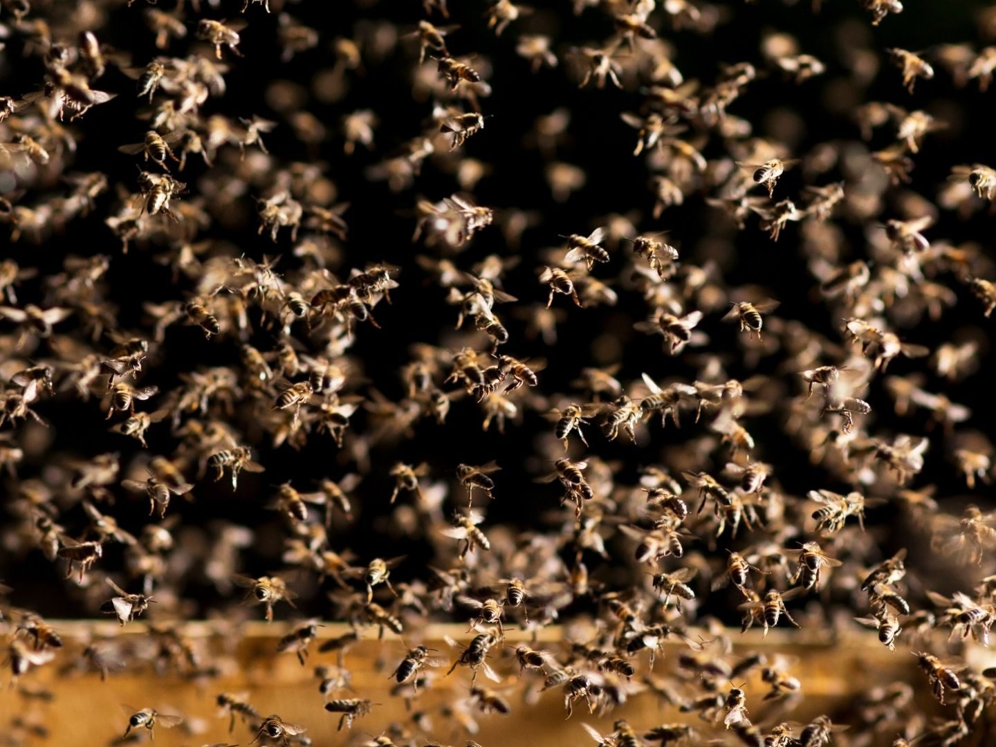 Bienenschwarm verletzte in Frankreich über 20 Menschen (Symbolbild)