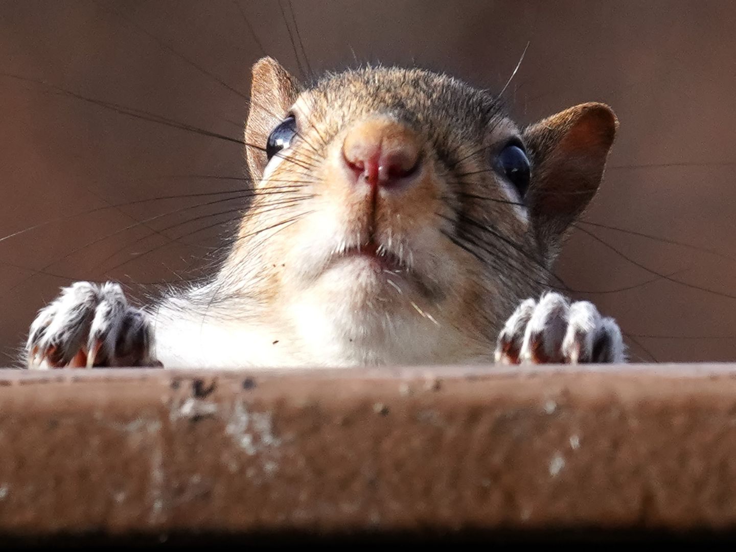 Gute Nachrichten für die Wildtierhilfe Vorarlberg.