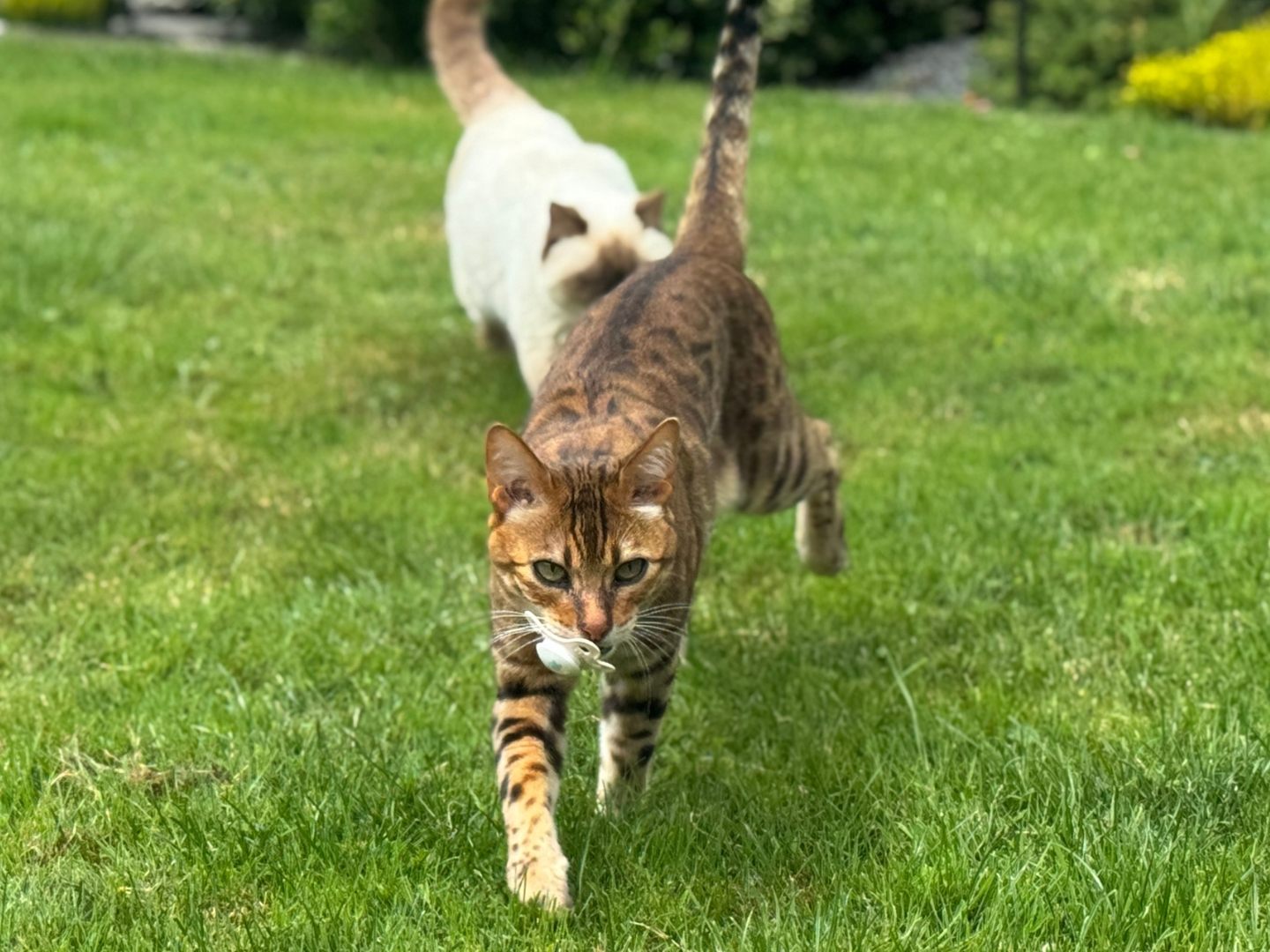 Kater Bhandari liebt Schnuller.