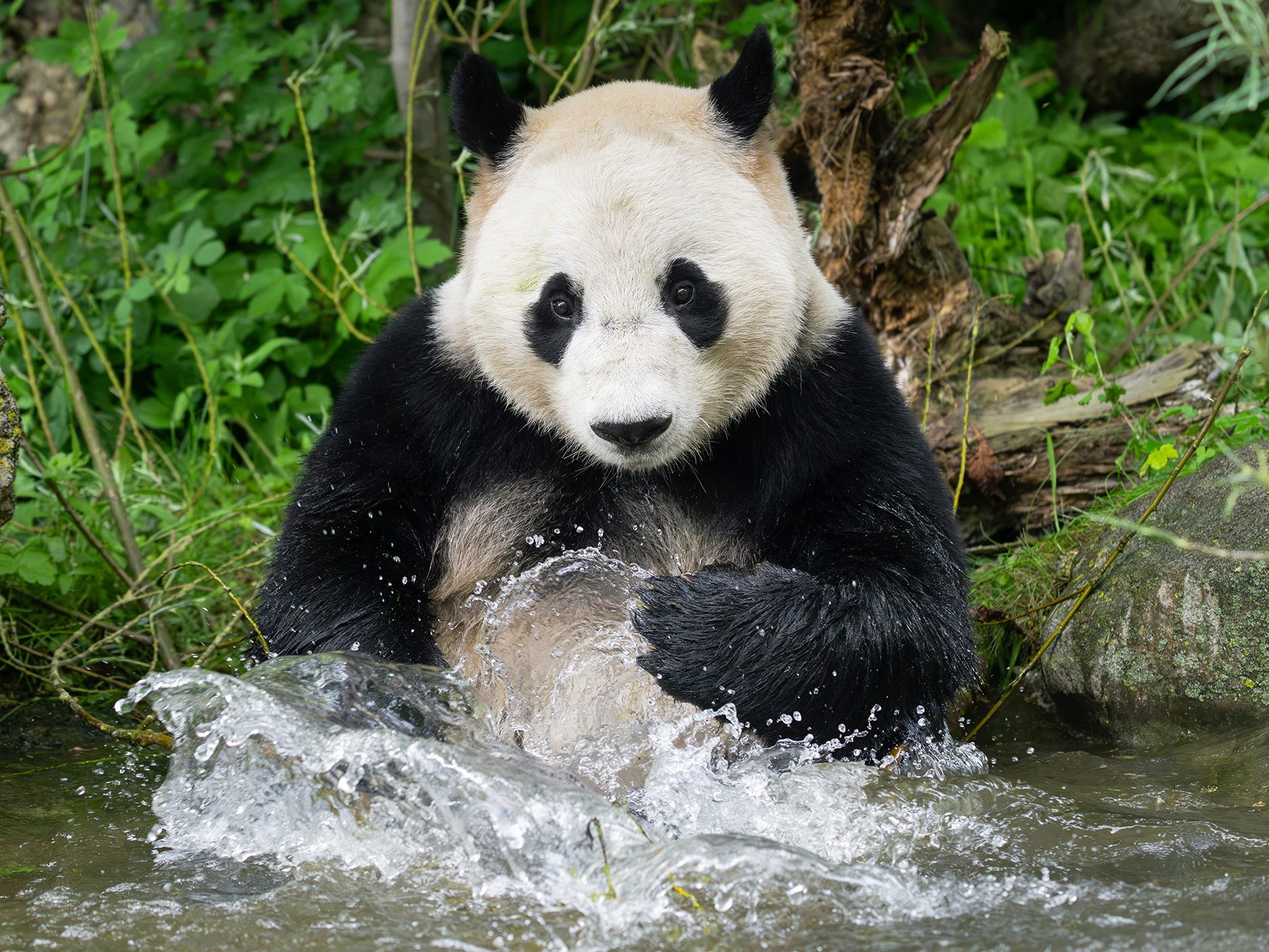 Die Pandas im Tiergarten Schönbrunn kühlen sich ab.