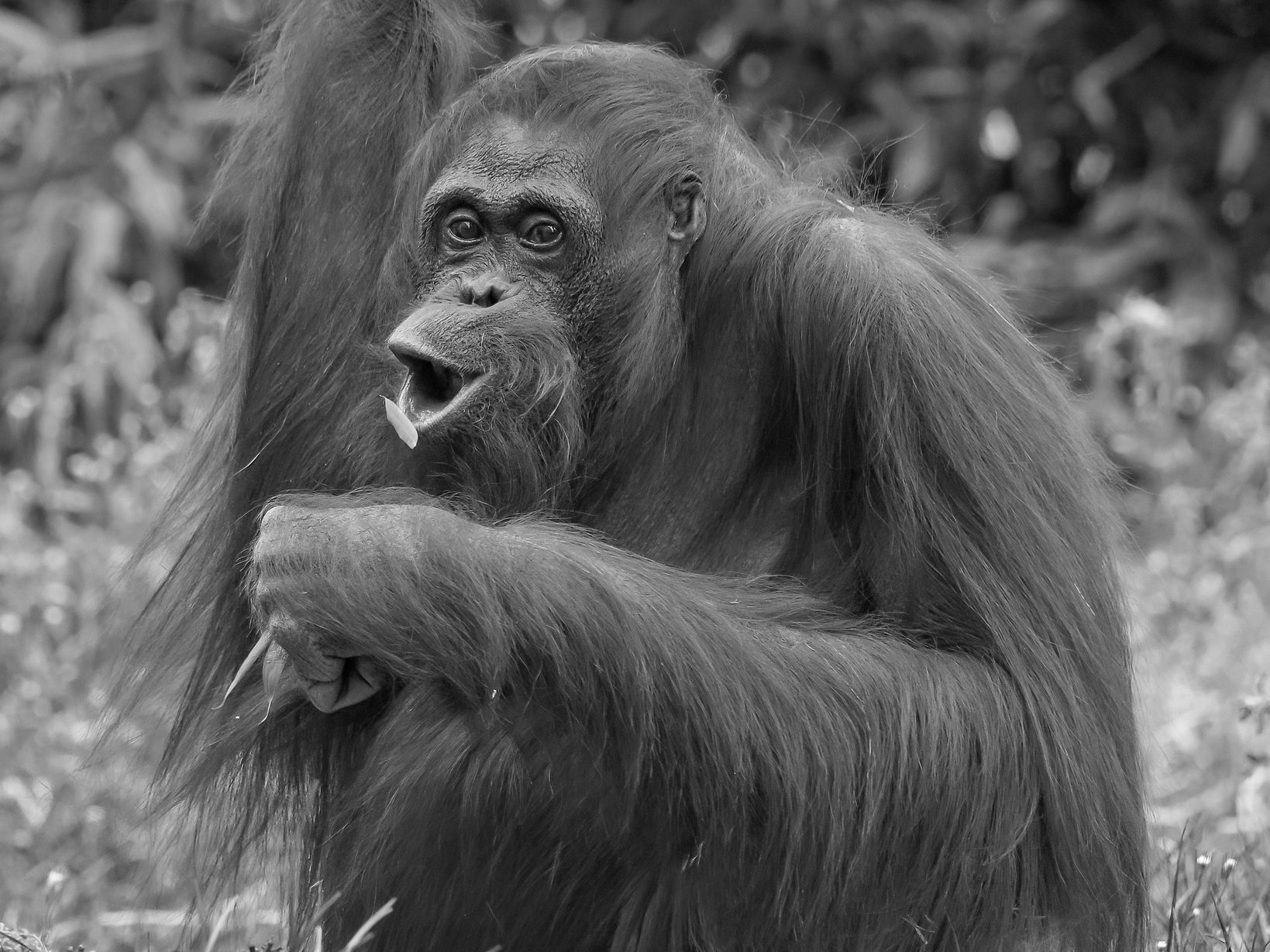Orang-Utan-Dame Mota musste eingeschläfert werden.