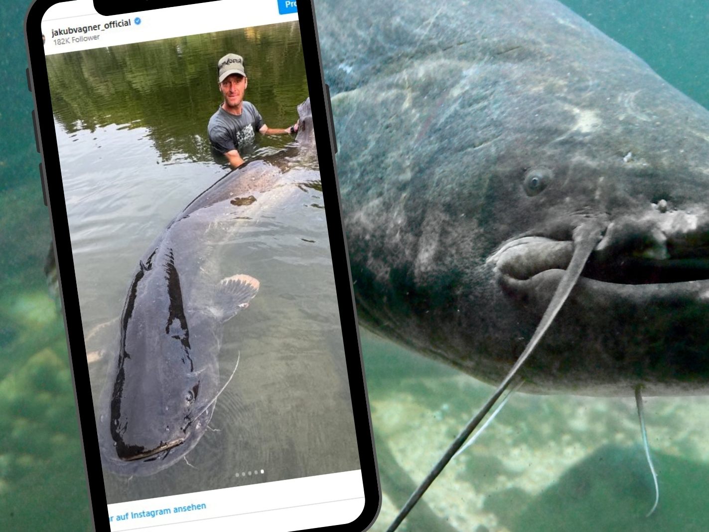 Profi-Angler Vágner (kleines Bild) ringt mit Monster-Wels – und gewinnt!