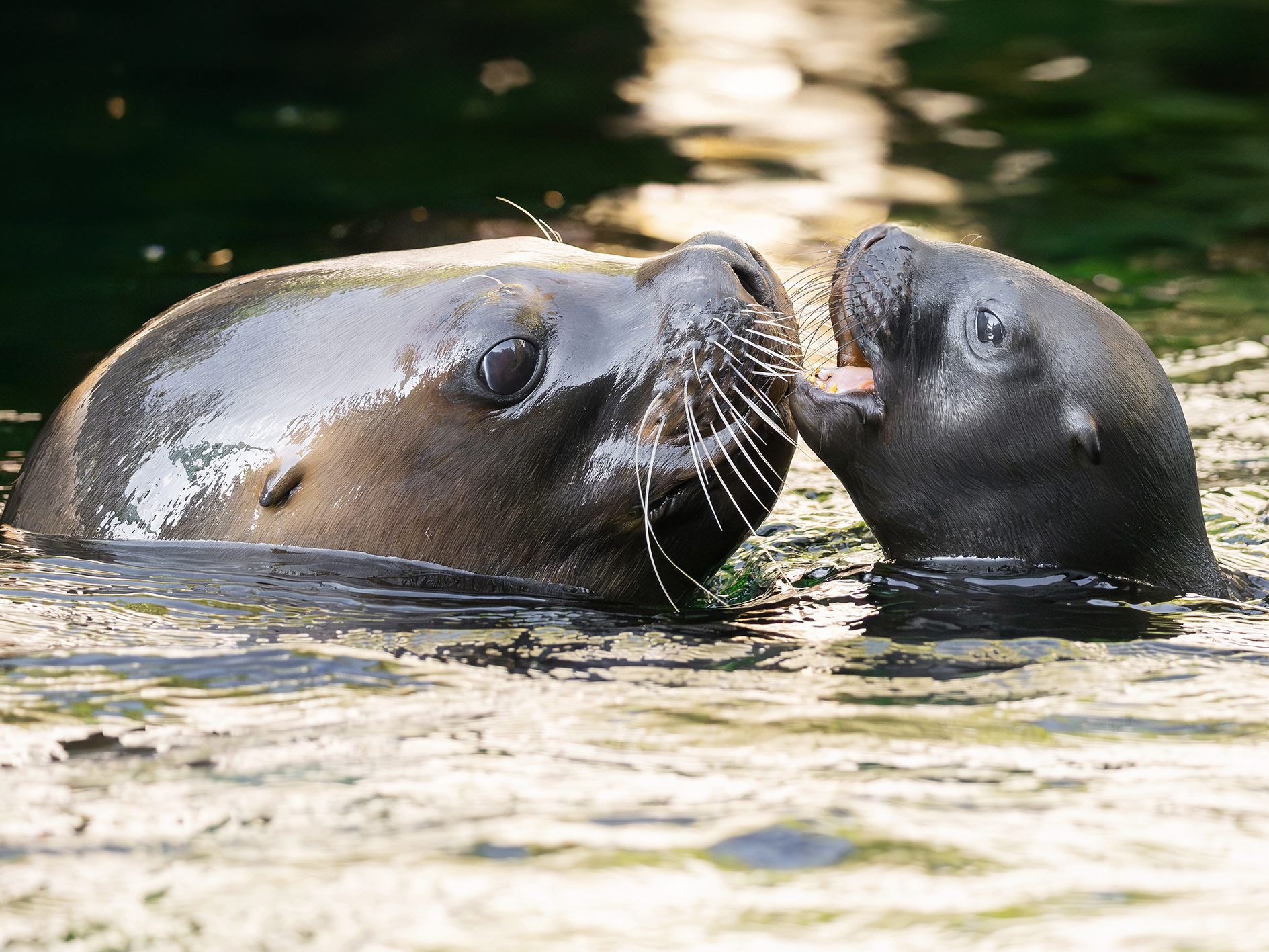 Noch sind Mutter und Jungtier in einem abgetrennten Bereich im Tiergarten Schönbrunn.