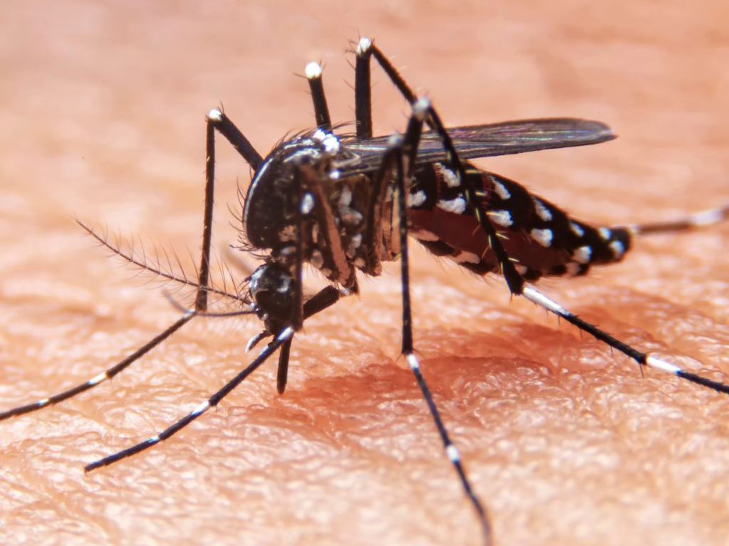 West-Nil- und Chikungunya-Fälle steigen deutlich an