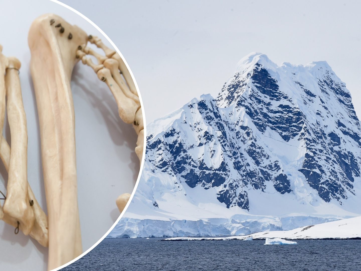 Ein polnisches Forschungsteam entdeckte die Überreste des britischen Meteorologen Dennis „Tink“ Bell im Jänner 2025 in einem schmelzenden Gletscher auf King George Island.