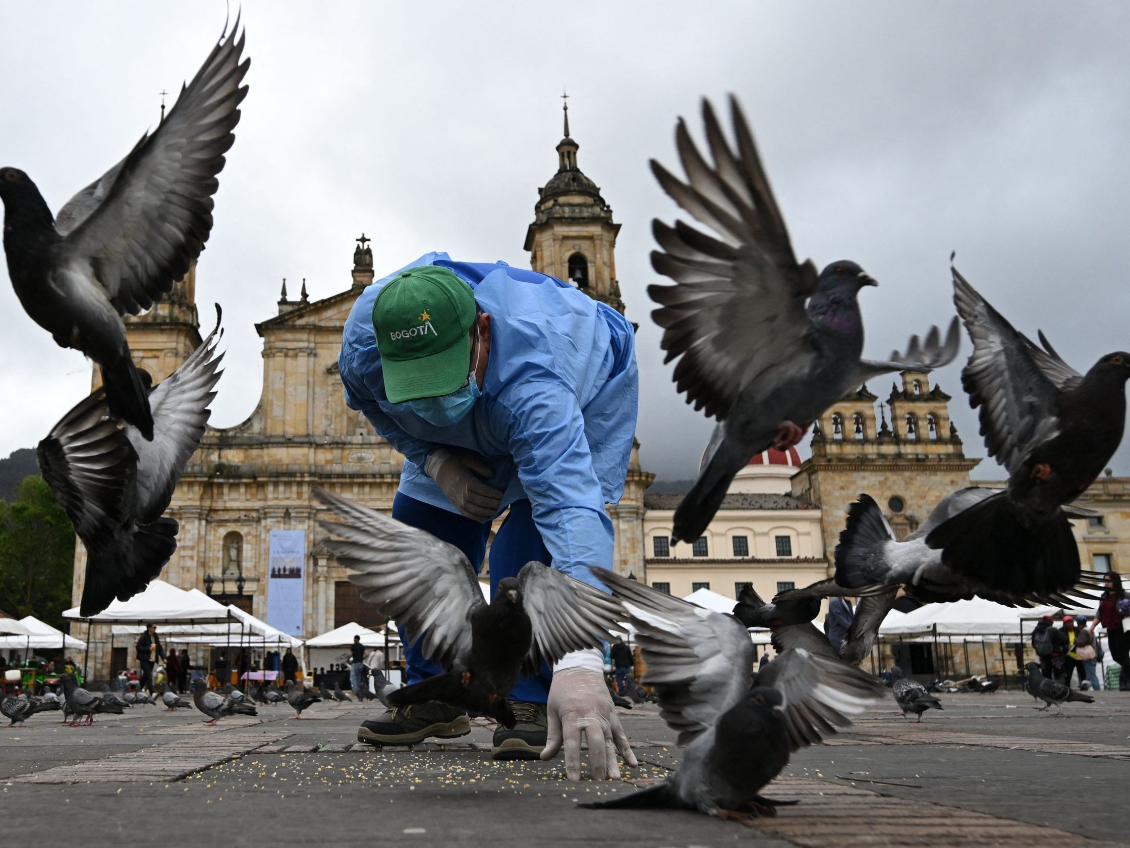 Bogotá sterilisiert Tauben gegen Überpopulation