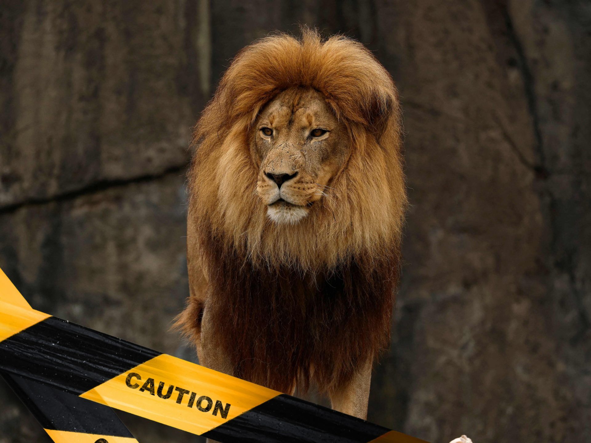 Mitarbeiter in Safaripark in Bangkok von Löwen getötet